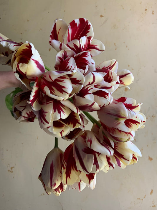 Tulip 'Grand Perfection'