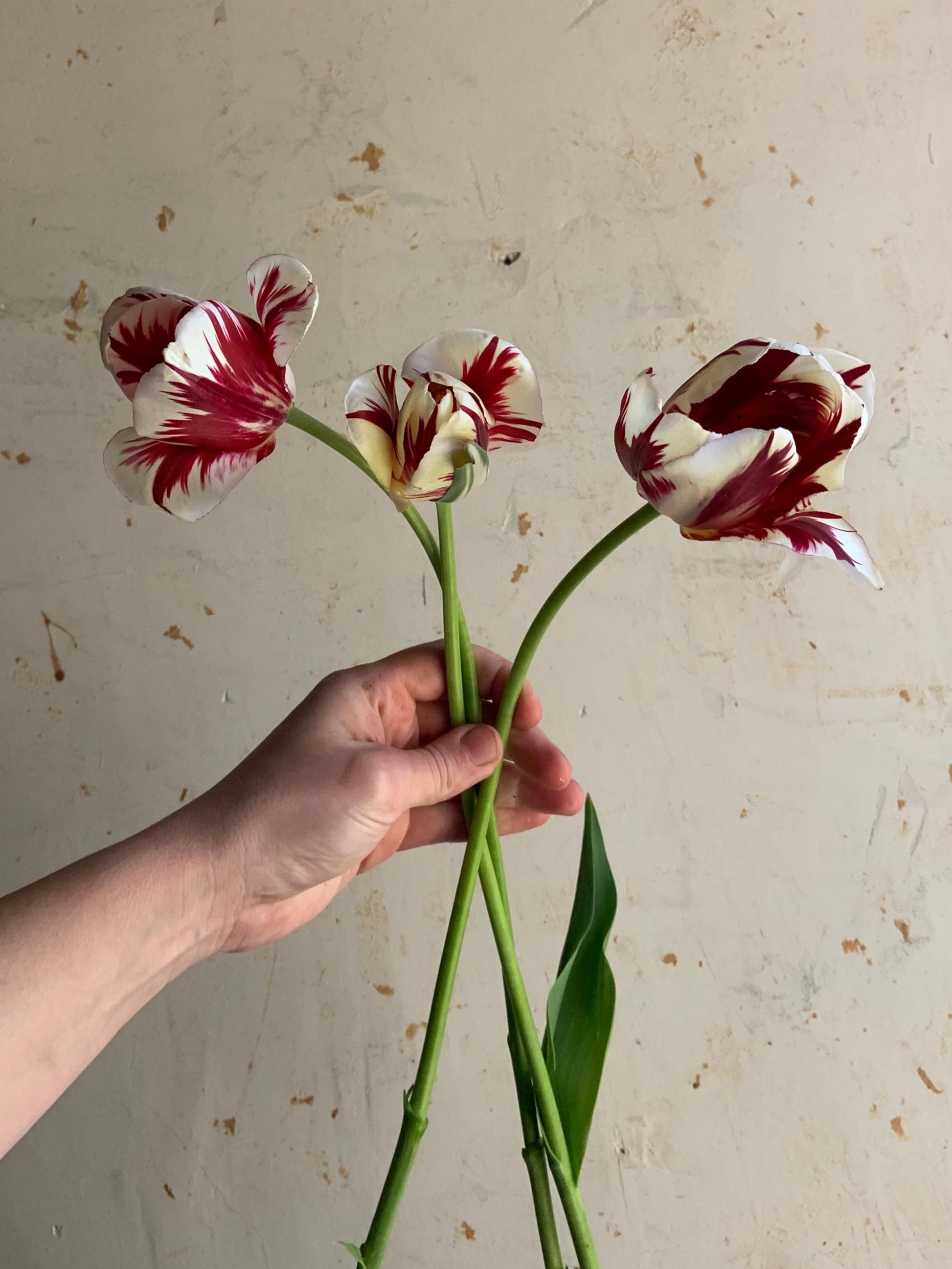 Hand holding a bouquet of red and white flowers against a plain background