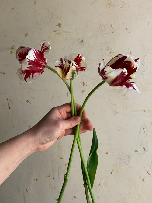 Hand holding a bouquet of red and white flowers against a plain background