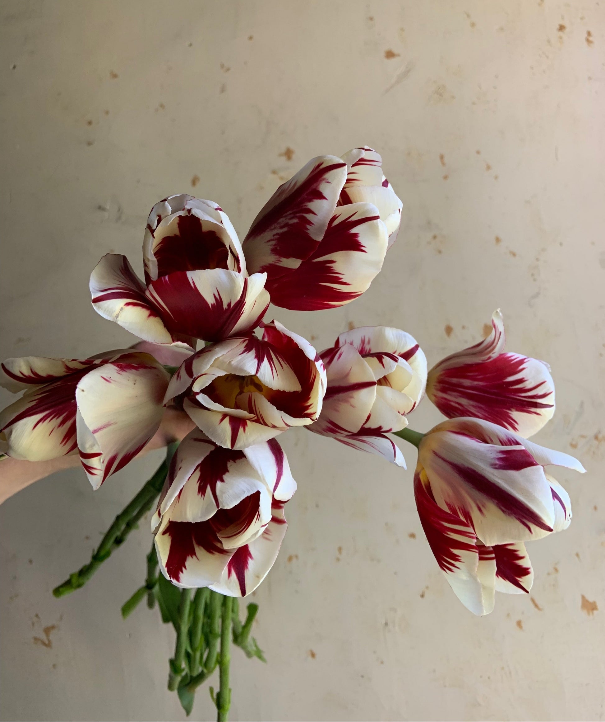 Bouquet of red and white tulips on a beige background