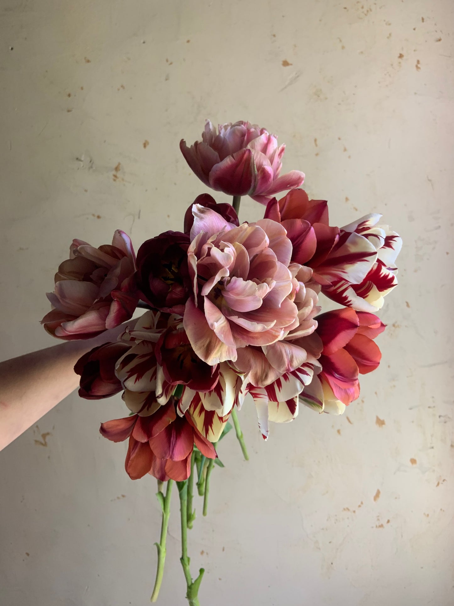 Tulip Collection 'Gone Antiquing'