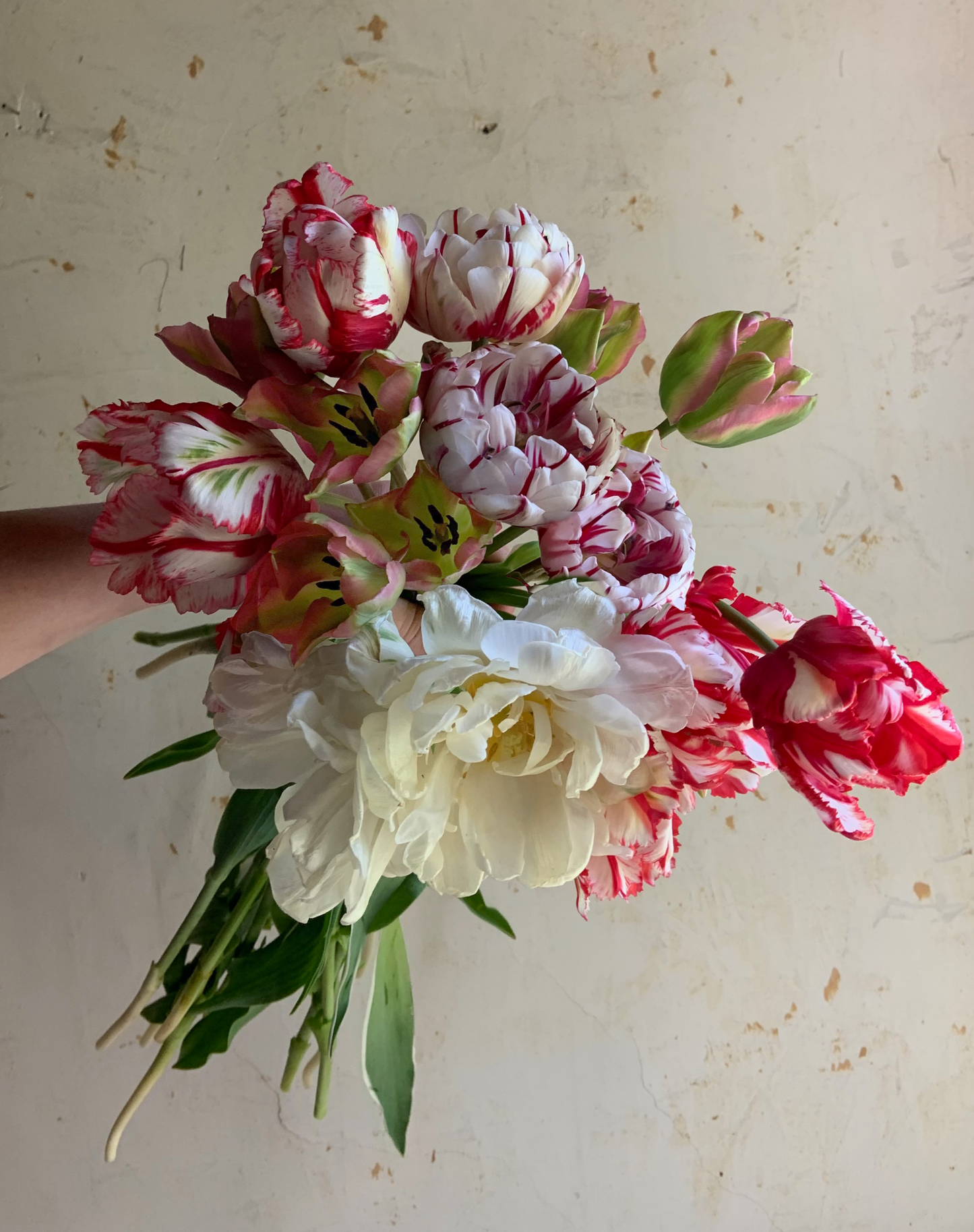 Tulip Collection 'Menagerie'