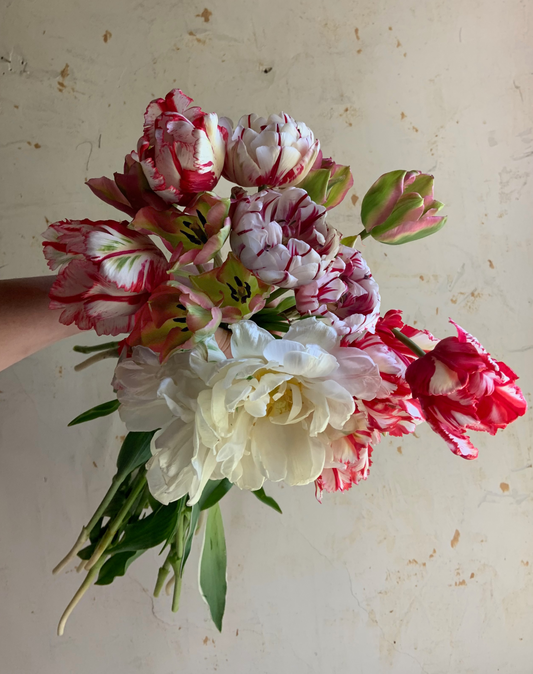 Tulip Collection 'Menagerie'