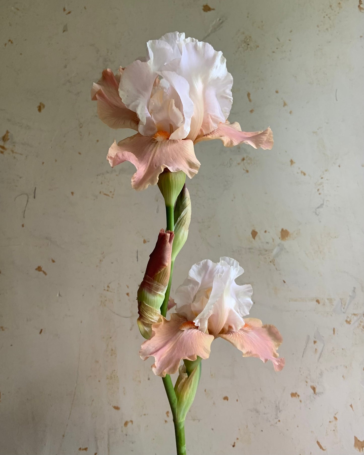 Bearded Iris 'Struck Twice'