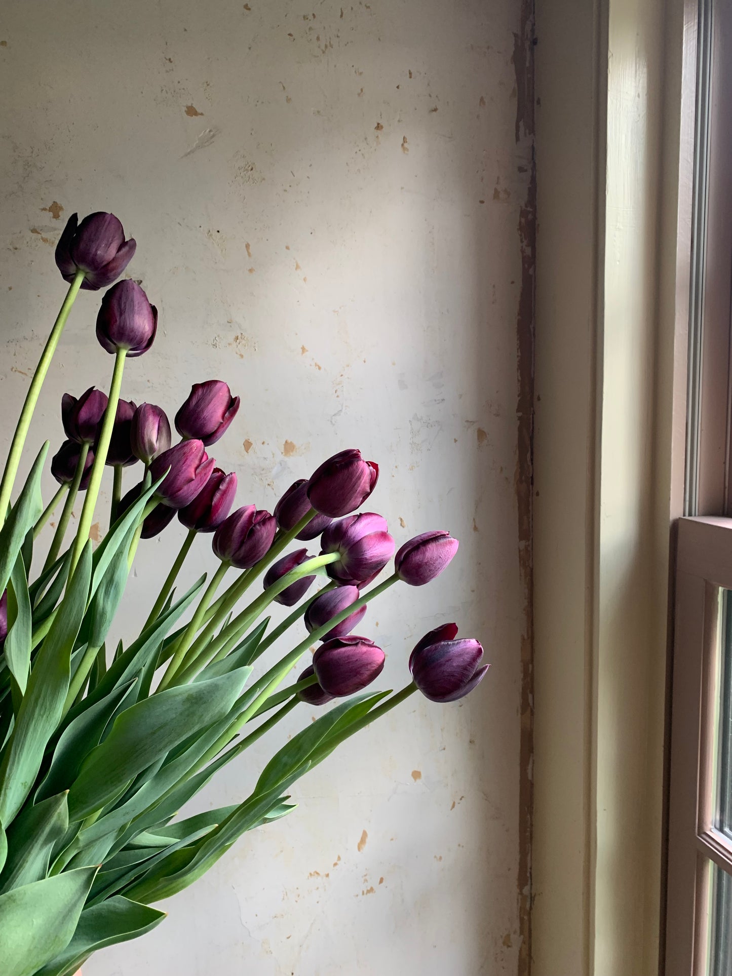 Tulip 'Queen of Night'
