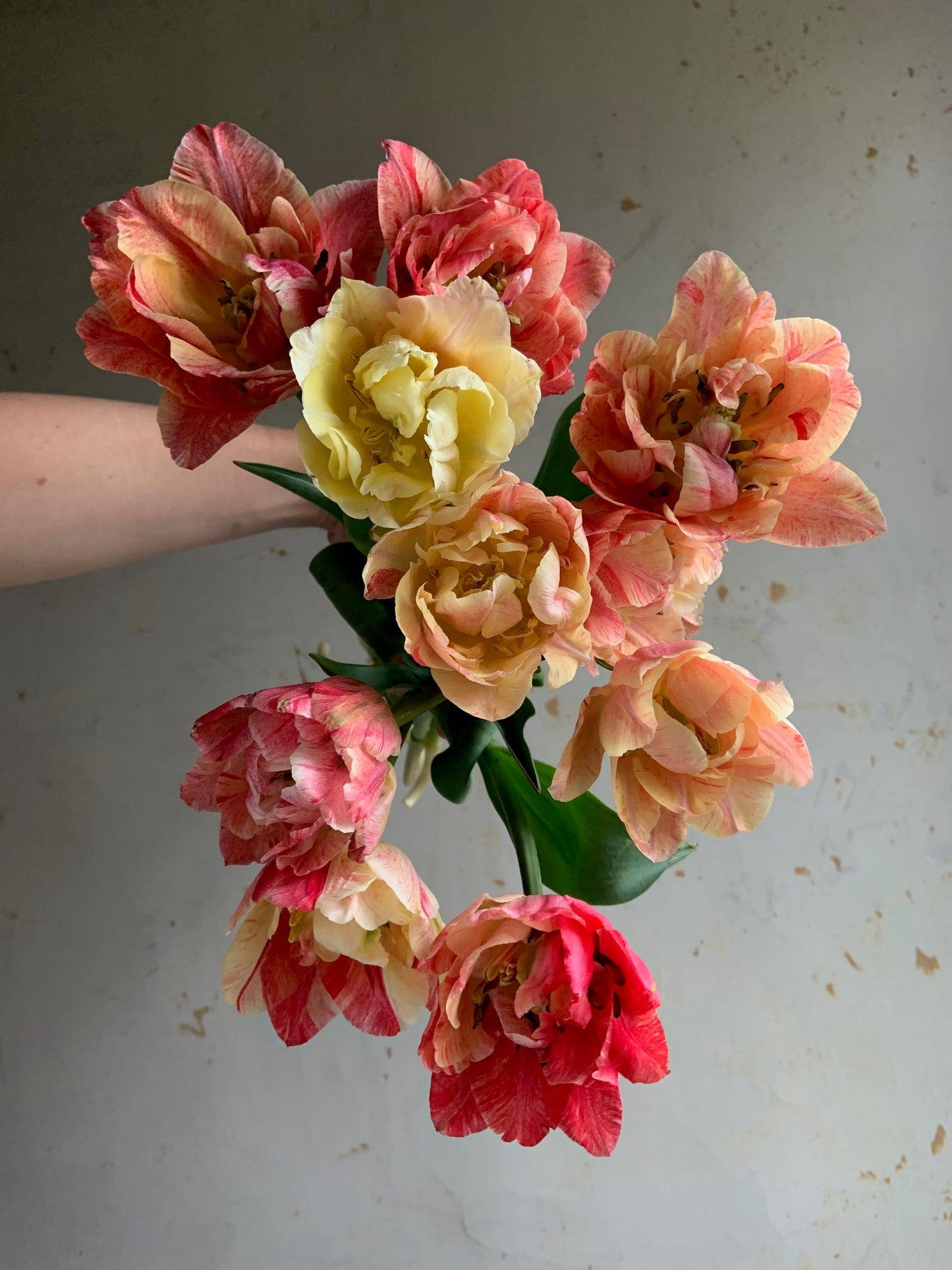 Tulip 'Pep Talk'