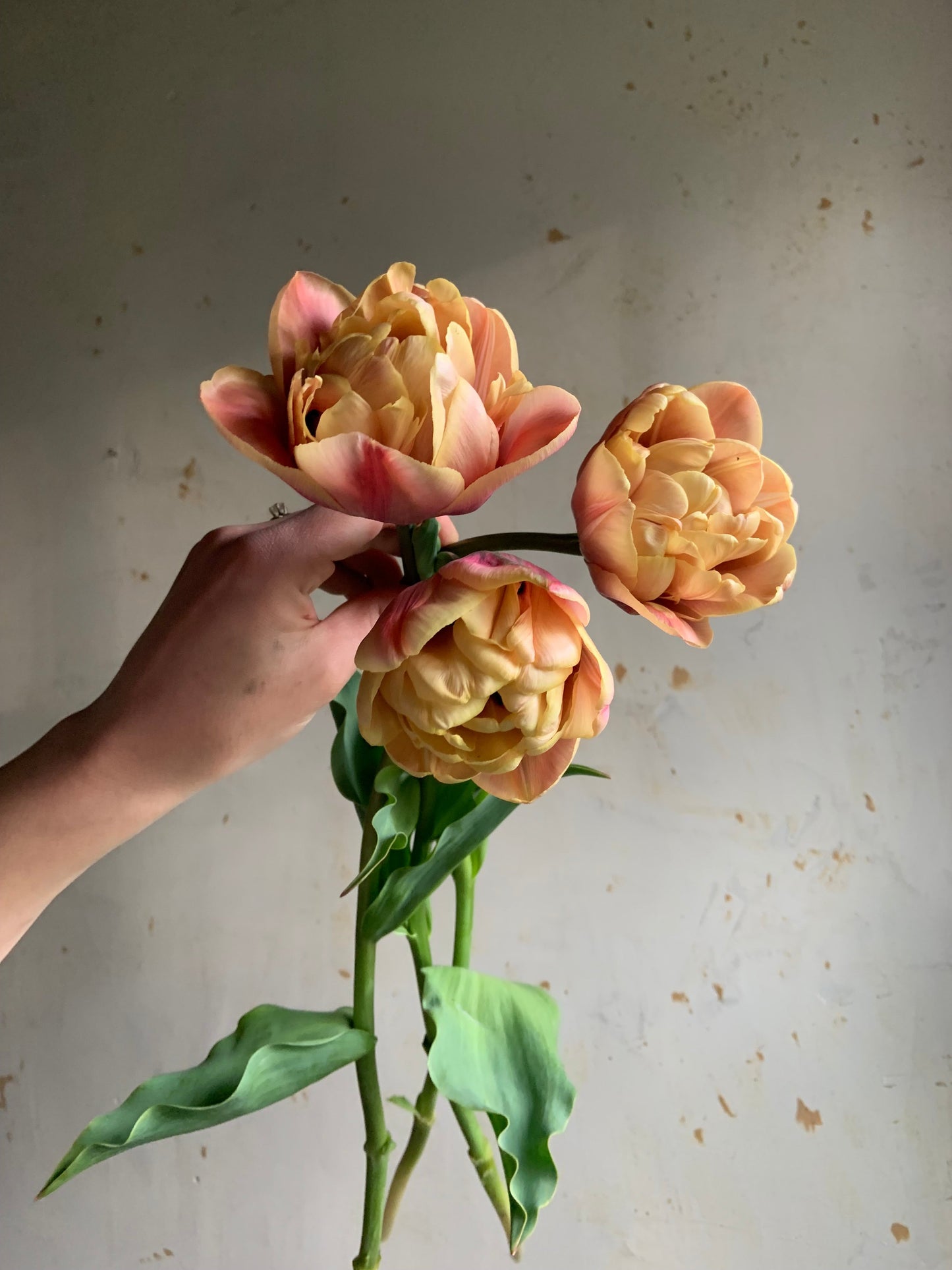 Tulip Collection 'Old Penny'