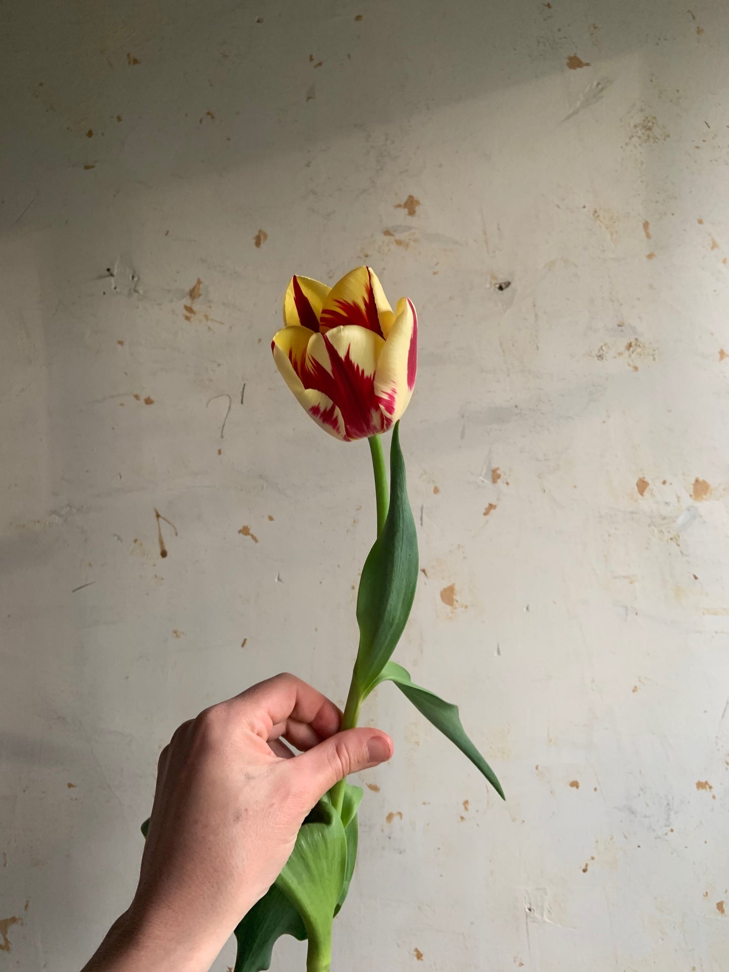 Tulip Collection 'Old Penny'