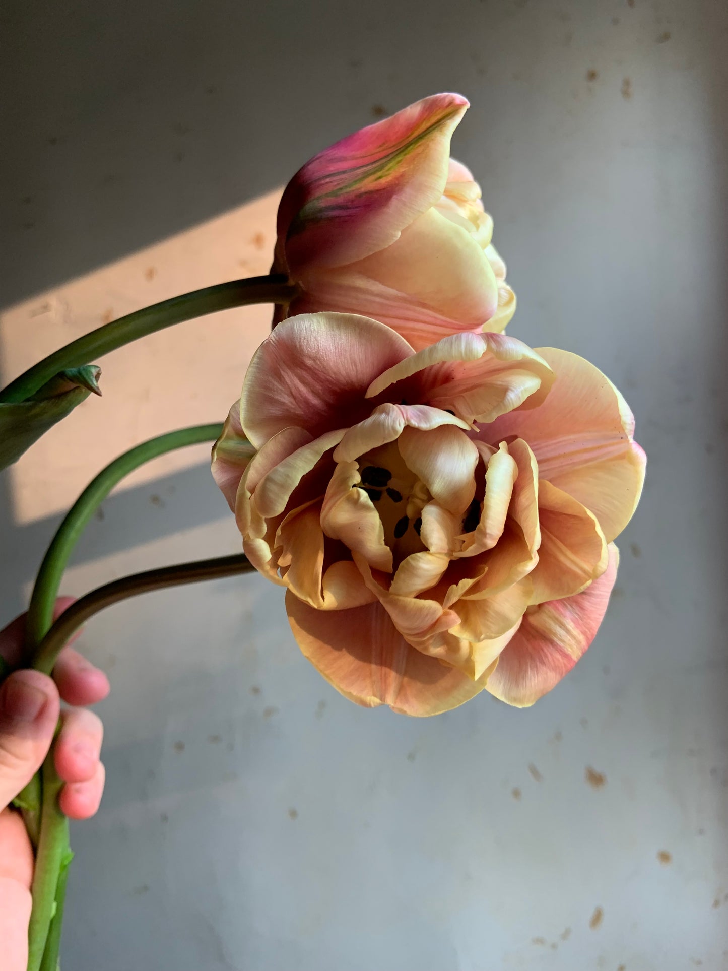 Tulip 'La Belle Epoque'