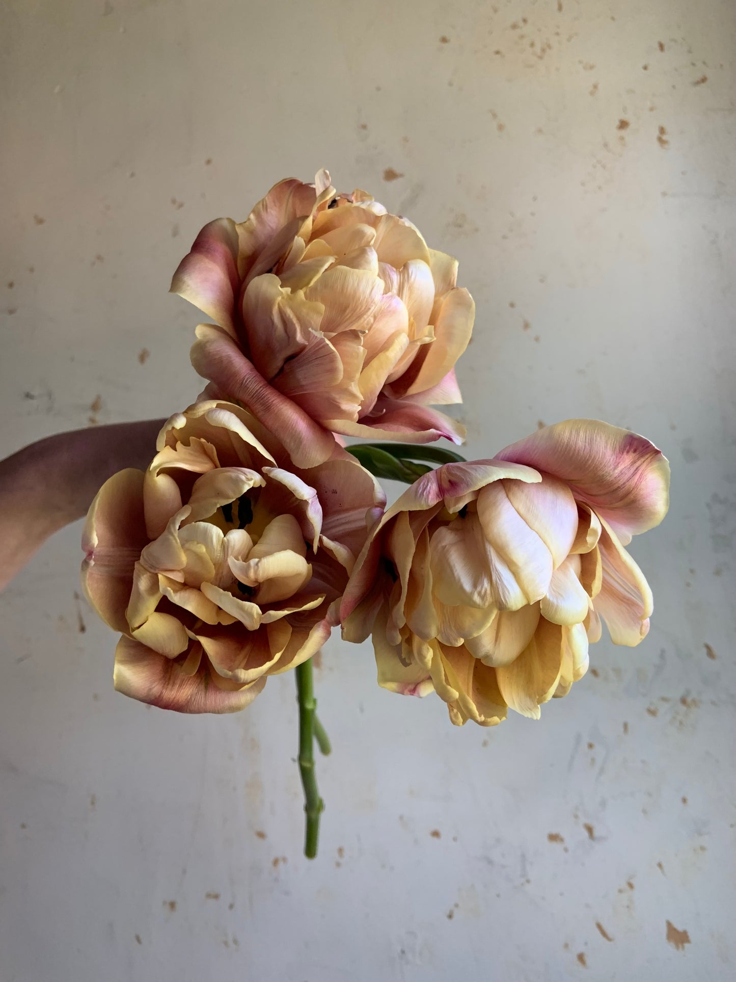 Tulip 'La Belle Epoque'