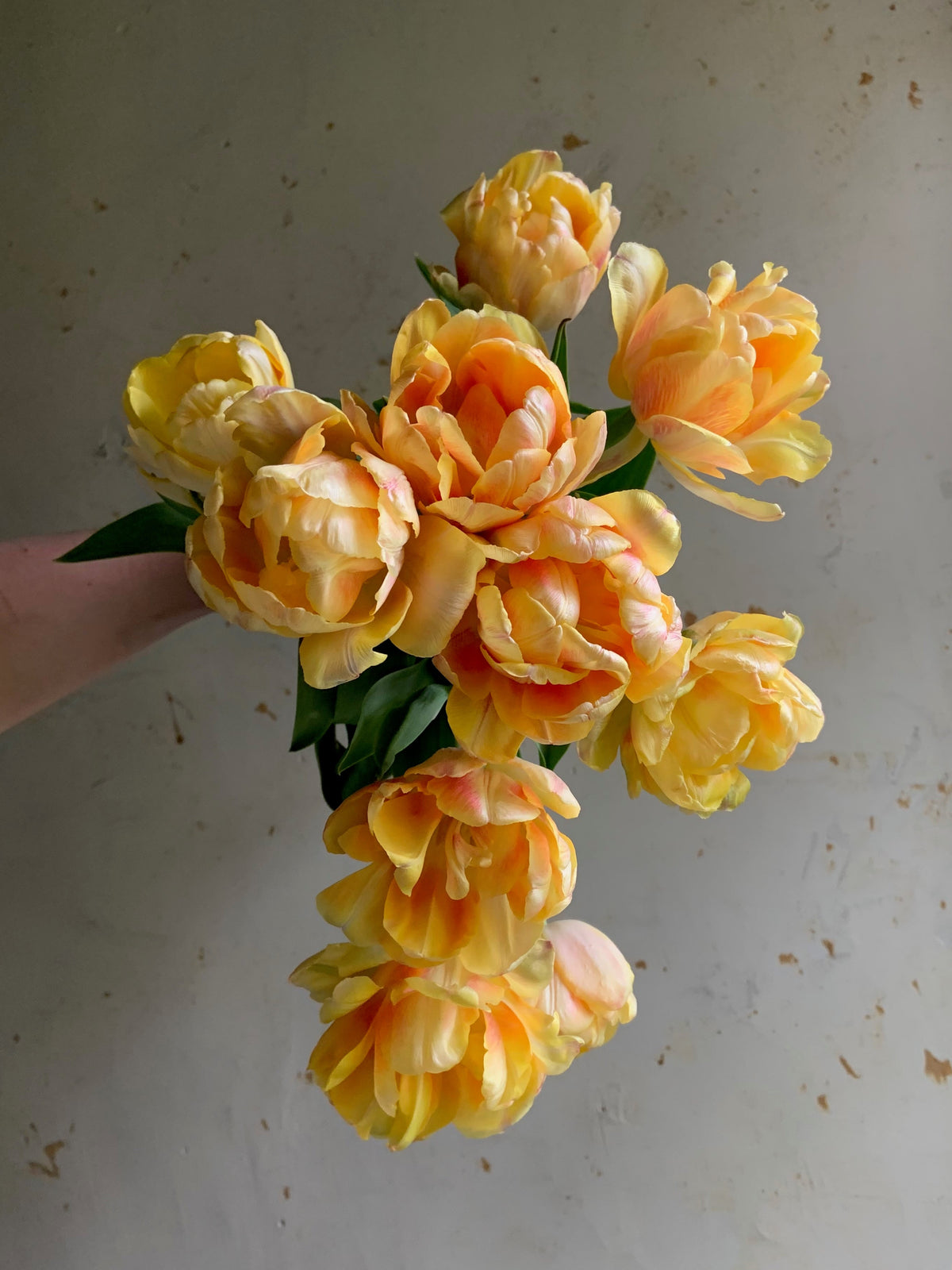 A bouquet of yellow and peach tulips with green leaves, held by a hand against a textured off-white wall.