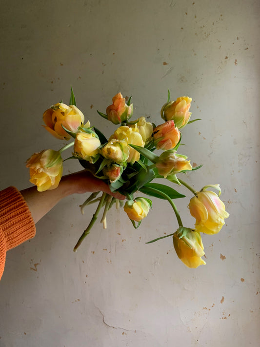 Tulip 'Akebono'