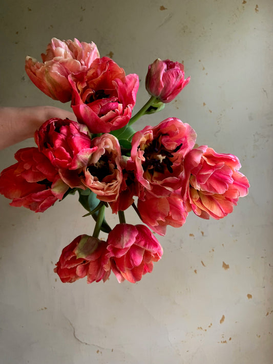 Tulip 'Verona Sunrise'