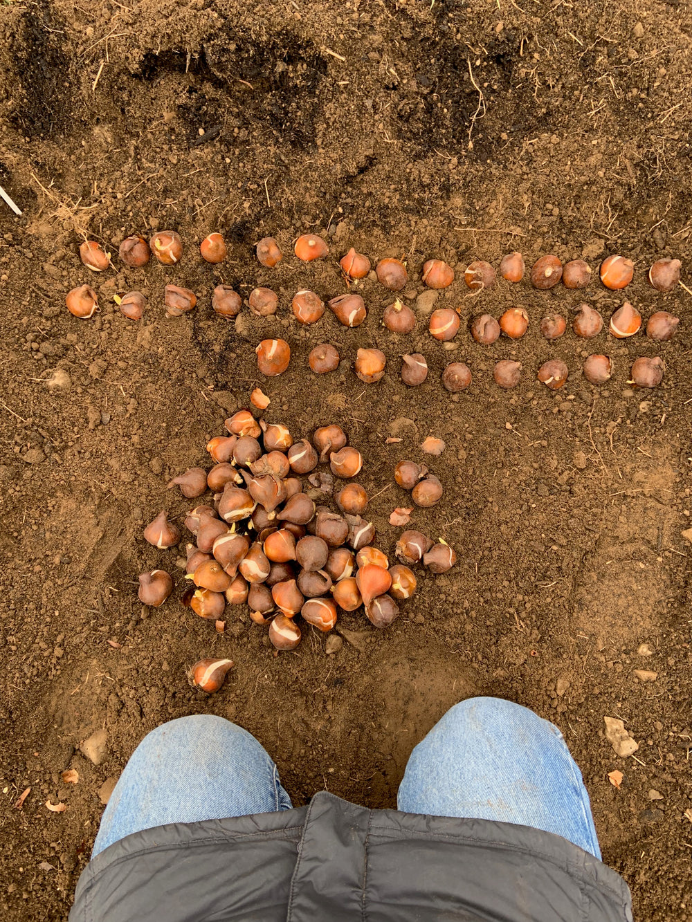 Growing Tulips
