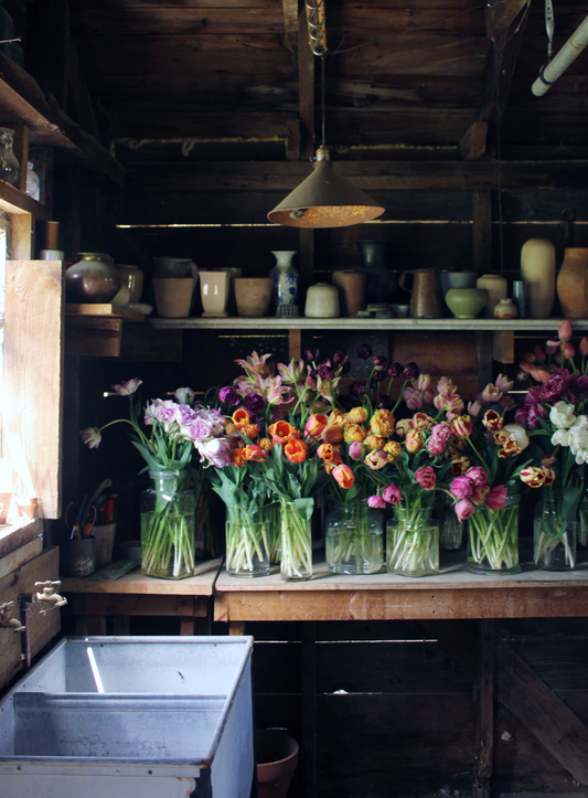 Tulip Collection ‘Alphabet Soup Batch 17’