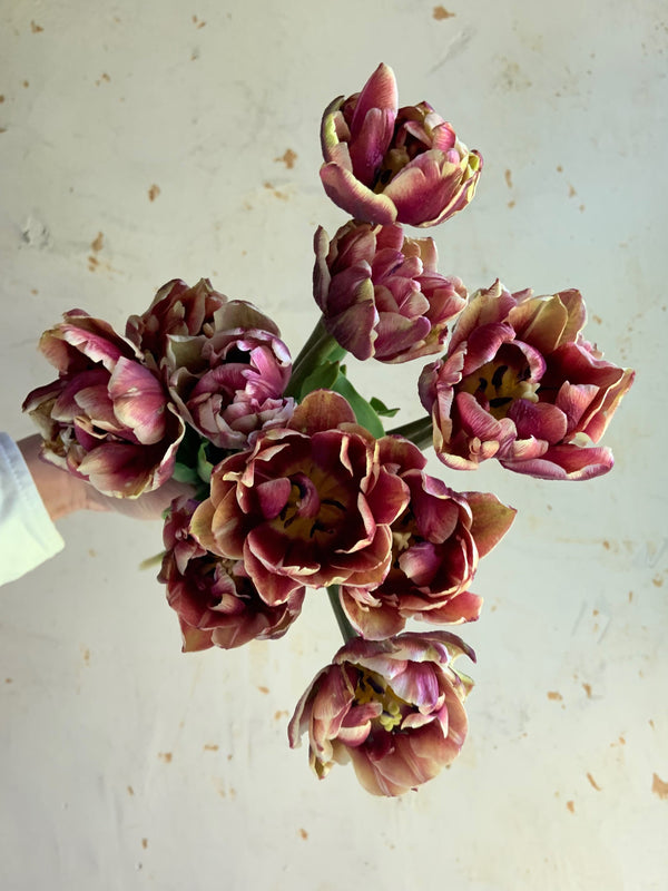 purple tulips