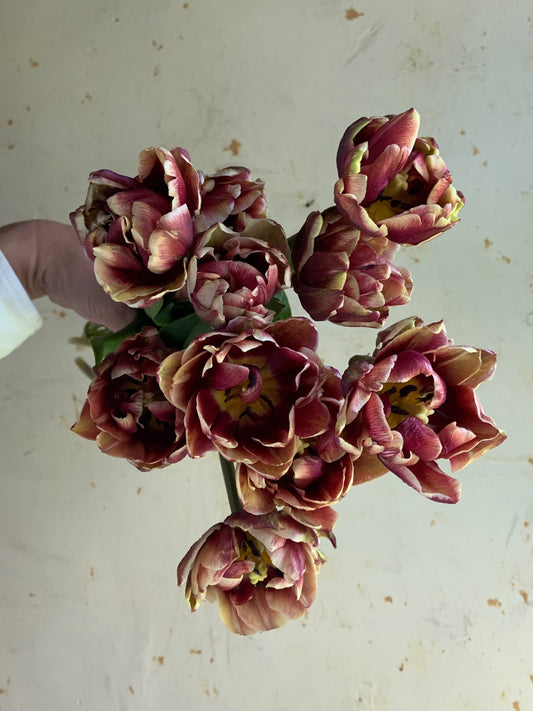 purple tulips