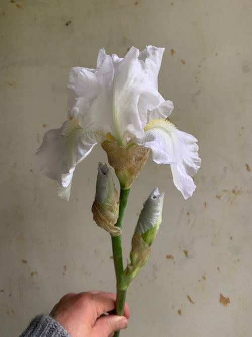 A single white iris flower with green stem and buds, held by a hand against a textured beige wall.
