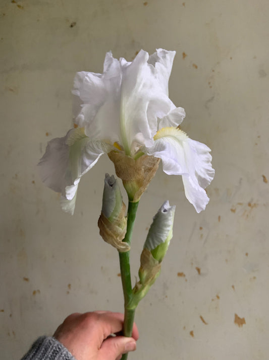 A single white iris flower with green stem and buds, held by a hand against a textured beige wall.