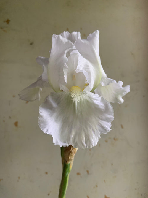 A single white iris flower with a green stem, photographed against a textured beige background.