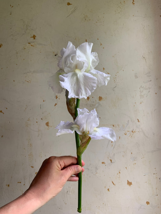 White Iris against beige wall