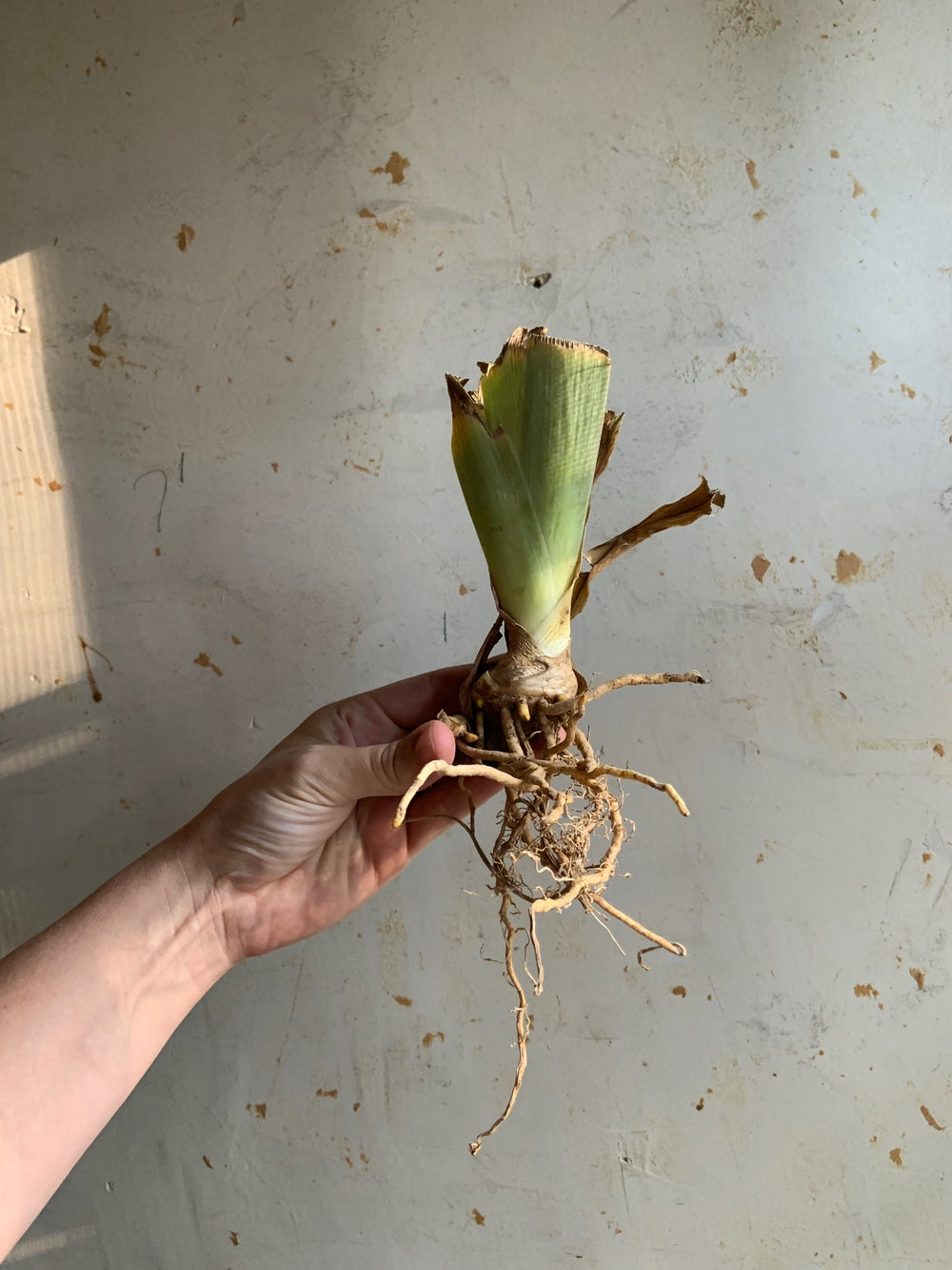 Growing Iris
