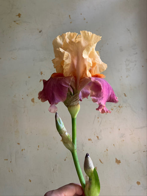 A single ruffled iris flower held up against a textured off-white wall. The bloom has pale peach-yellow upper petals, pink-purple lower petals, and a green stem with two closed buds.