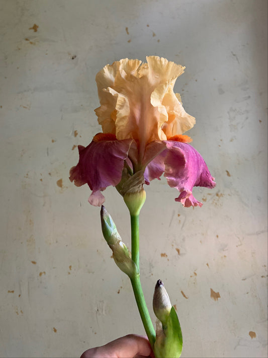 A single ruffled iris flower held up against a textured off-white wall. The bloom has pale peach-yellow upper petals, pink-purple lower petals, and a green stem with two closed buds.