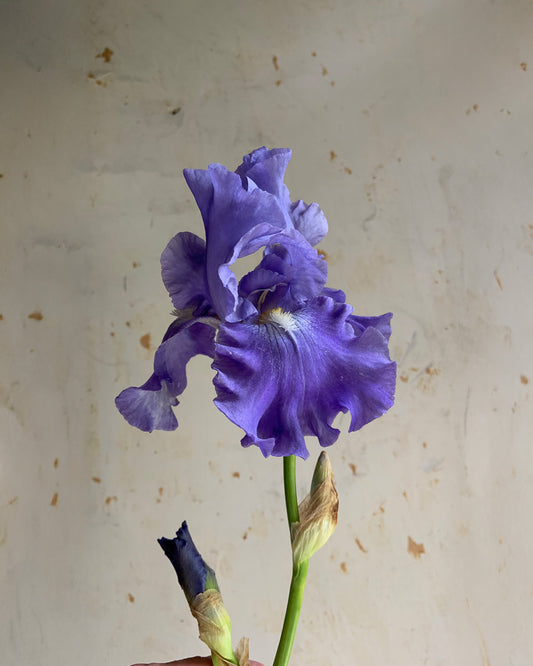 Blue Iris