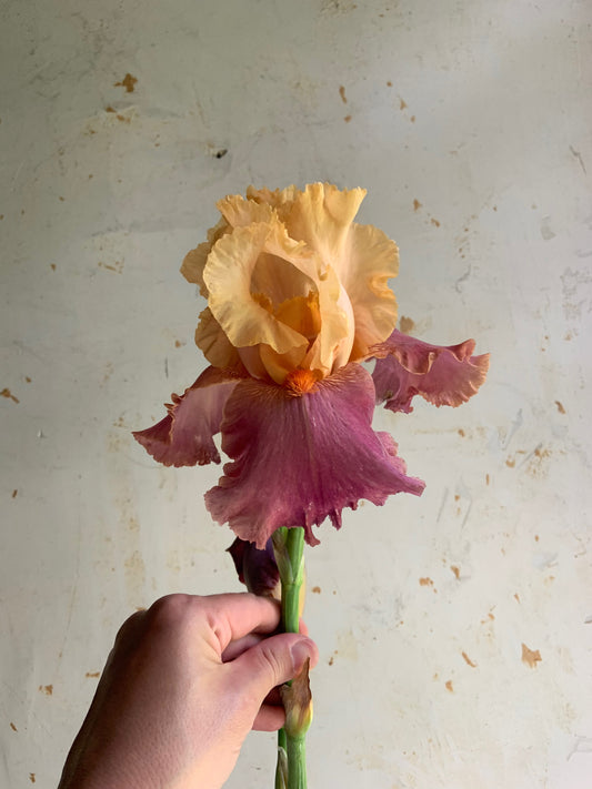 A hand holding a single dried iris flower with pale peach-yellow upper petals and dusty pink lower petals against a textured off-white background.