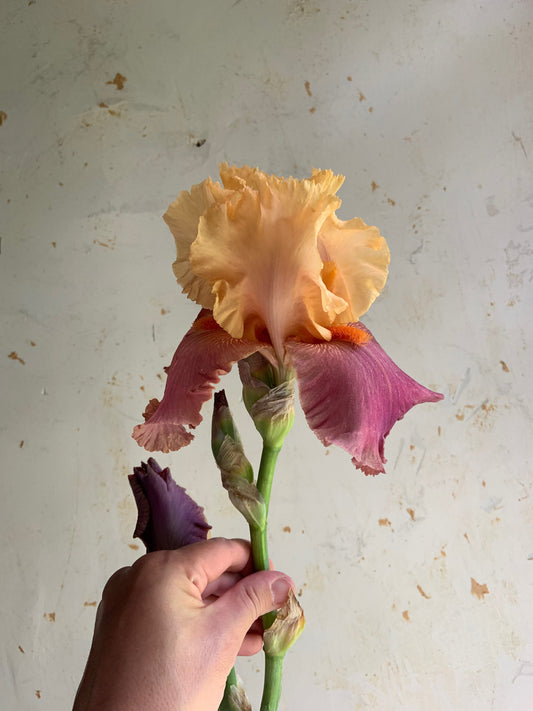 A single peach and magenta iris flower held upright by a person's hand against a textured off-white wall.