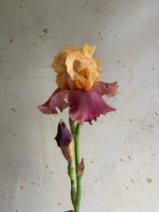 A single iris flower with pale peach-yellow upper petals and deep pink-purple lower petals on a green stem, photographed against a textured off-white wall.