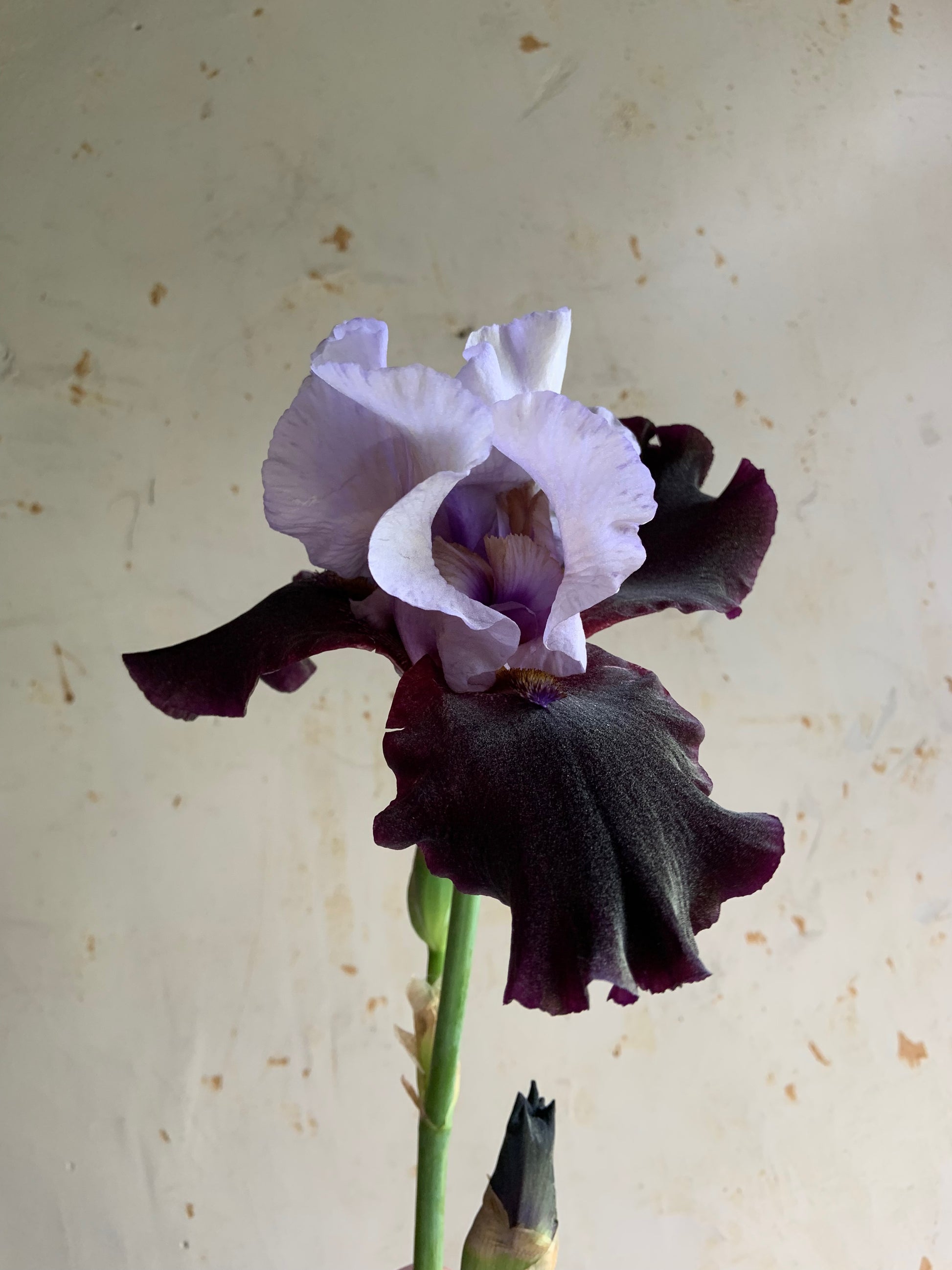 A single dark purple and pale lavender iris flower on a green stem, photographed against a textured off-white wall.