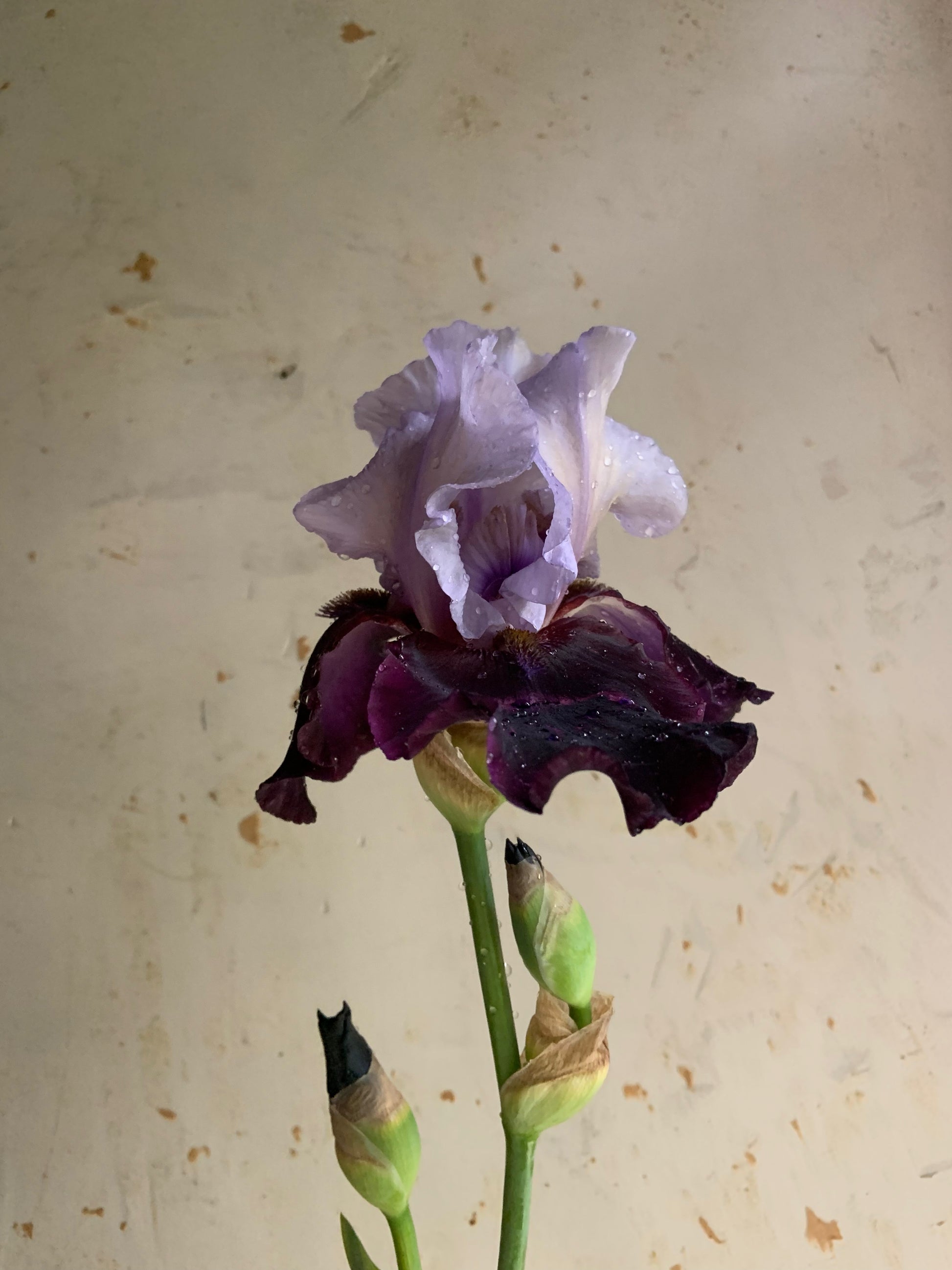 A single iris flower with pale lavender-purple upper petals and dark burgundy lower petals, attached to a green stem with closed buds, set against a textured beige wall.