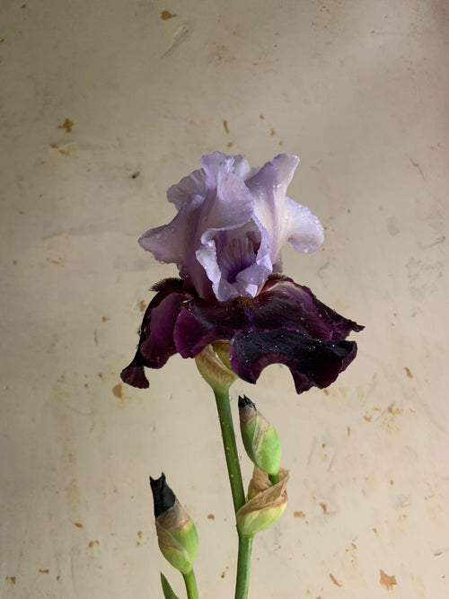 A single iris flower with pale lavender-purple upper petals and dark burgundy lower petals, attached to a green stem with closed buds, set against a textured beige wall.