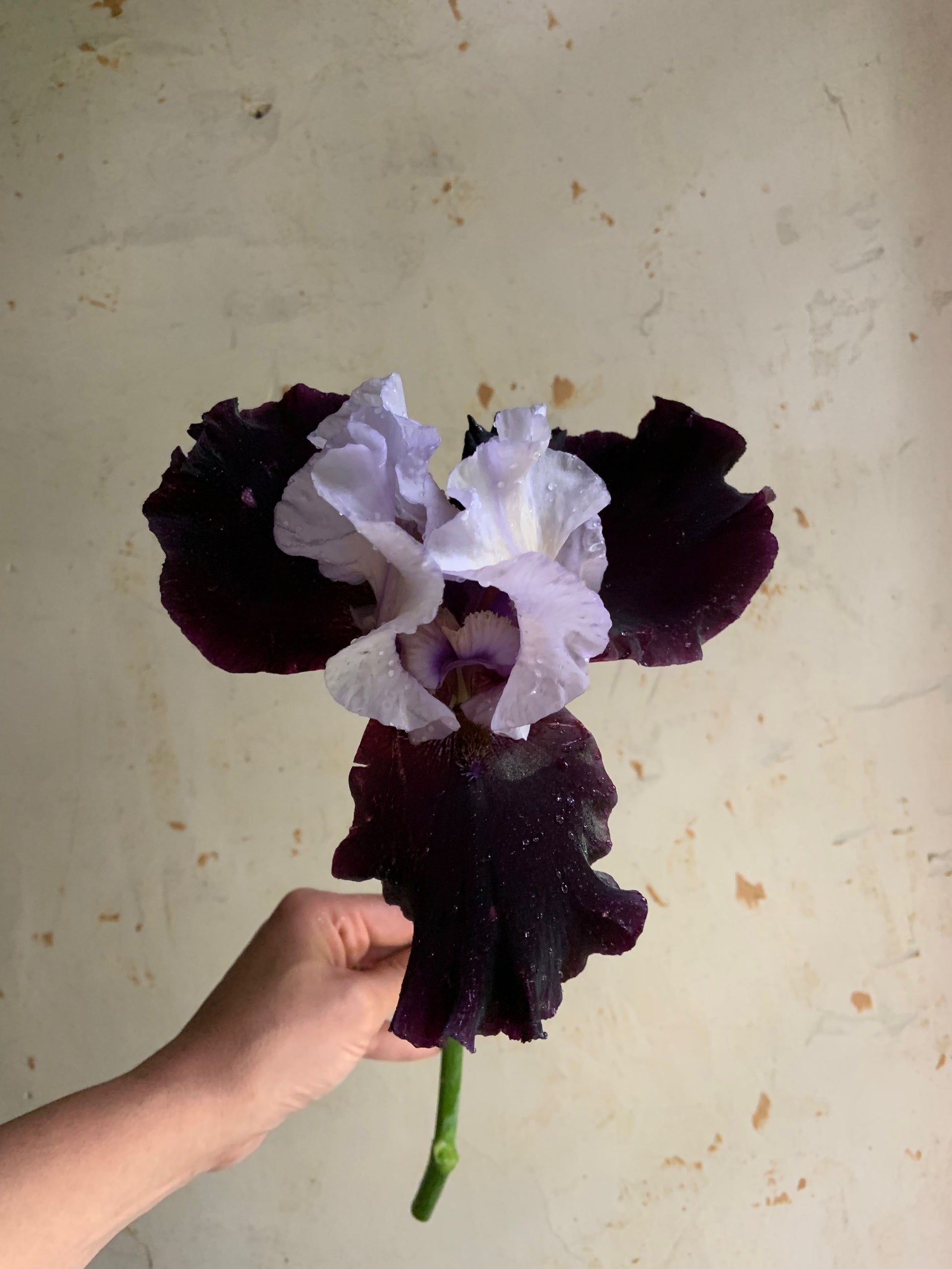 A hand holding a single dark purple and pale lavender iris flower against a textured off-white wall.