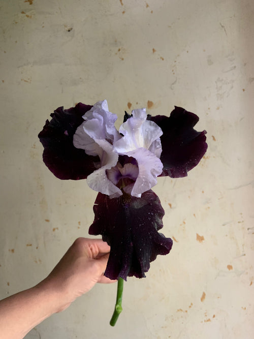 A hand holding a single dark purple and pale lavender iris flower against a textured off-white wall.