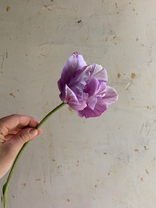 A hand holding a single purple tulip with a long green stem against a textured off-white wall.