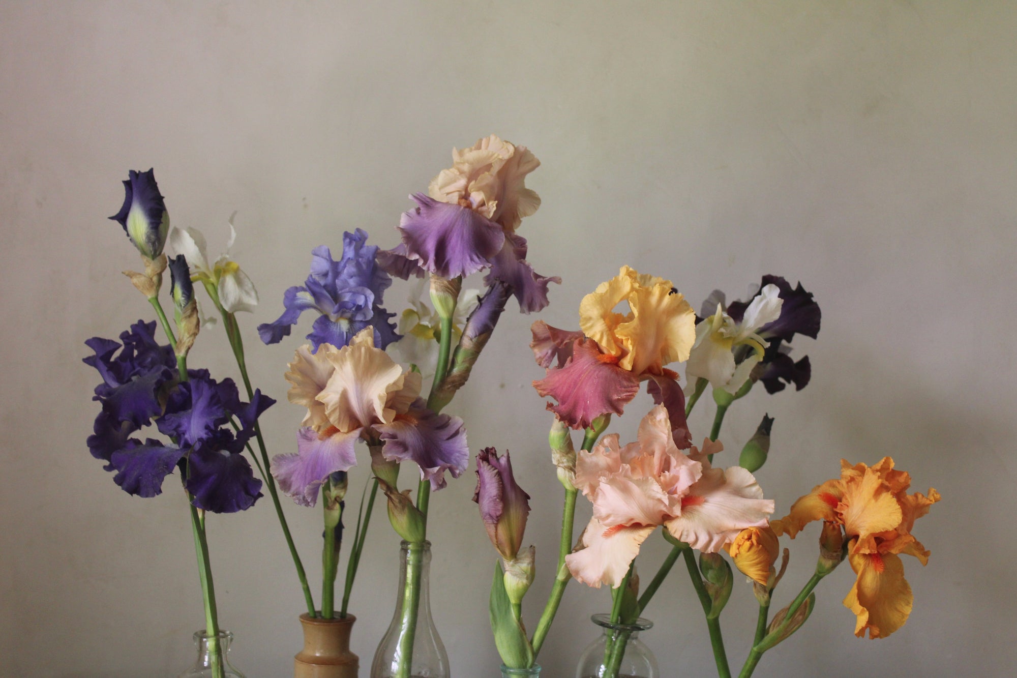 How to Grow Iris