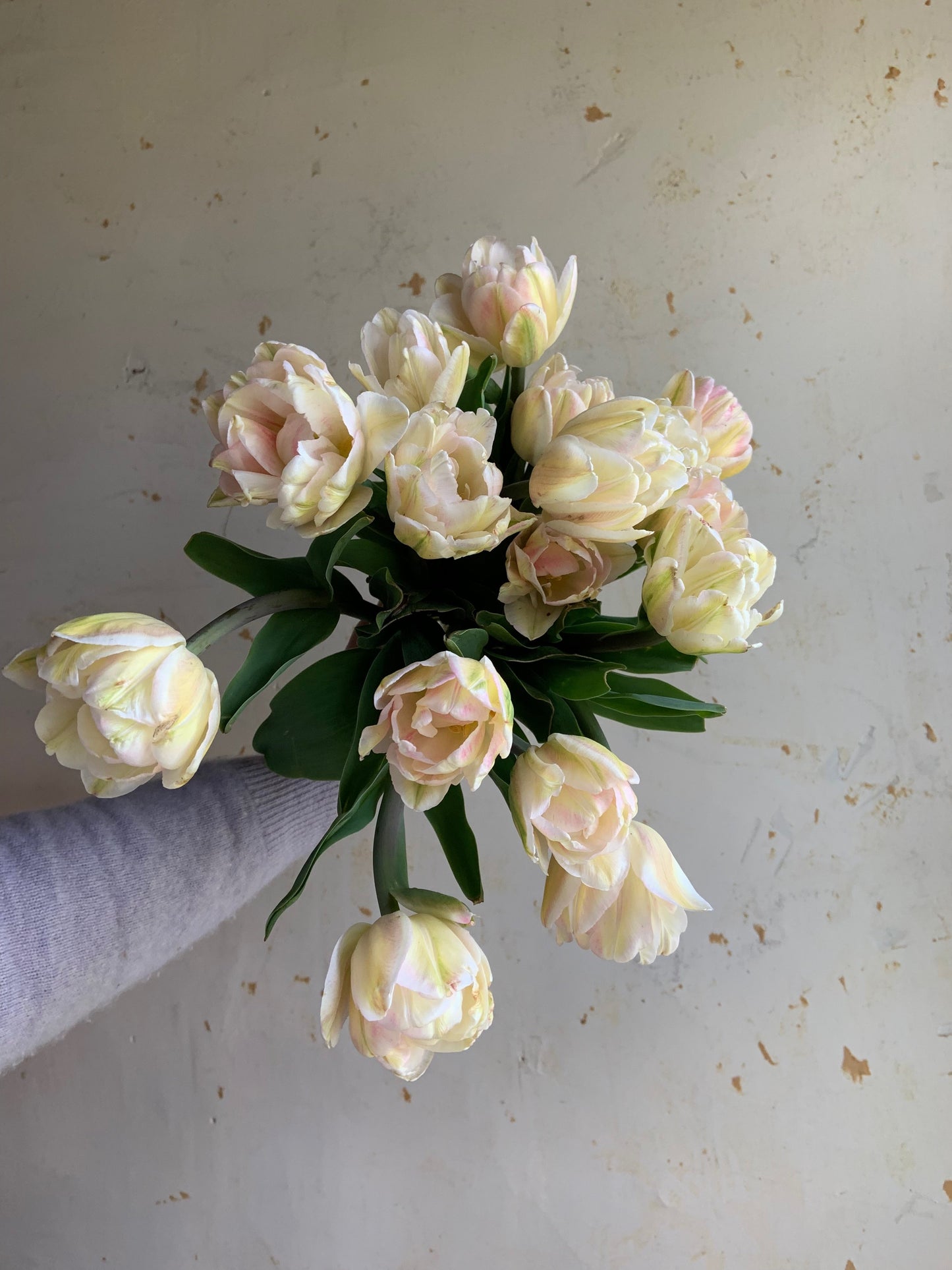 Tulip Collection 'Candy Shoppe'