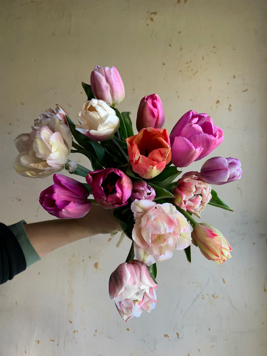 Tulip Collection 'Candy Shoppe'