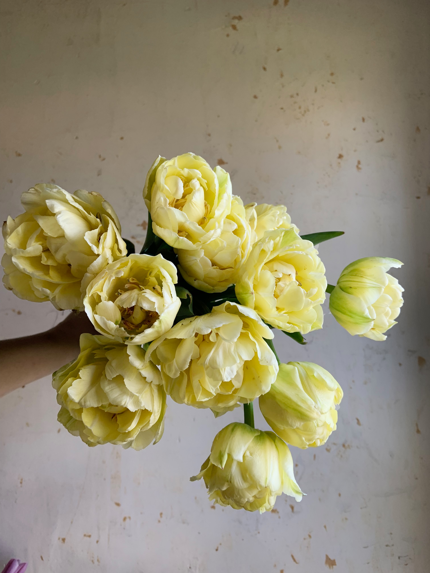 Tulip 'Verona'