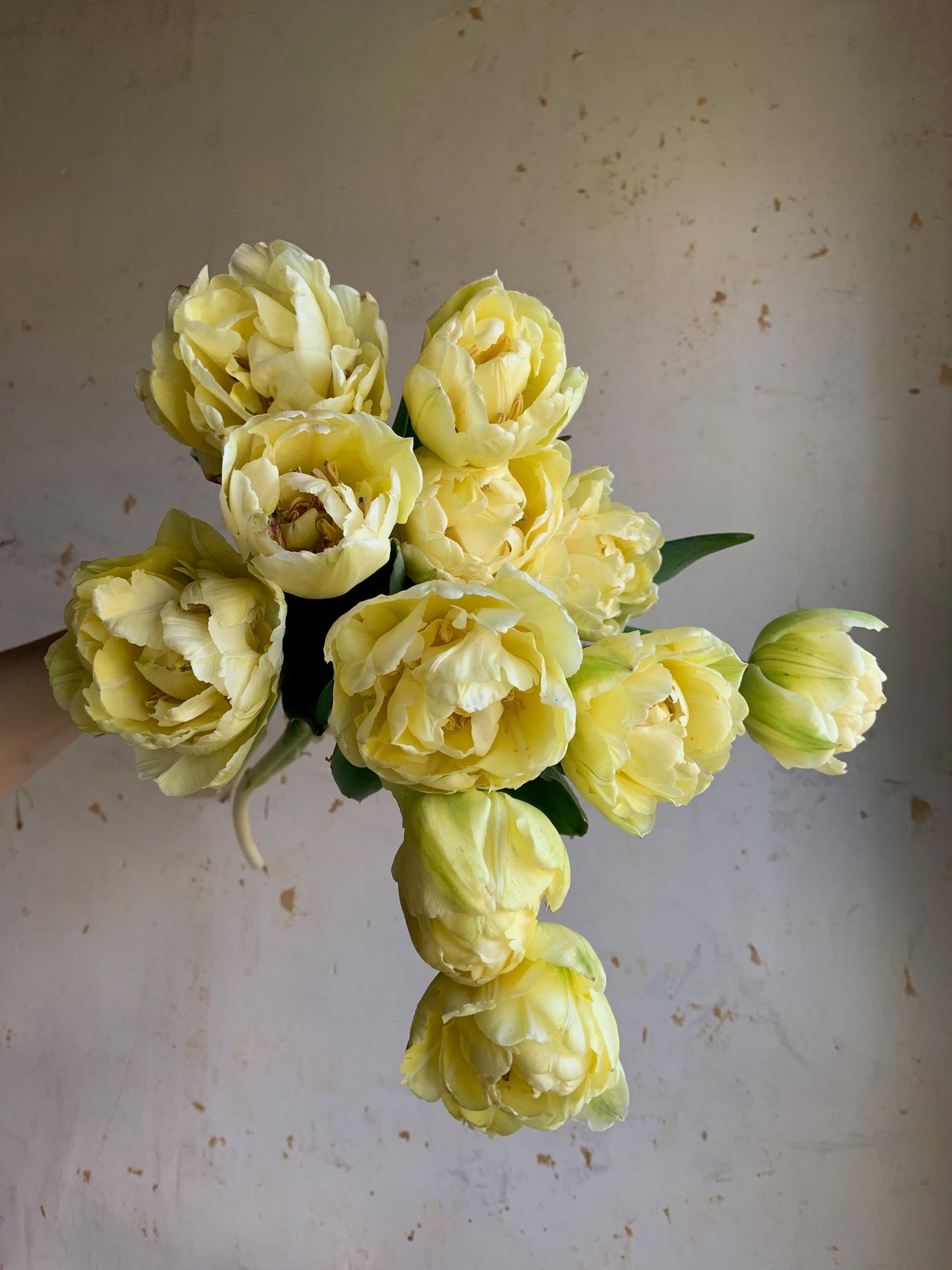 Tulip 'Verona'