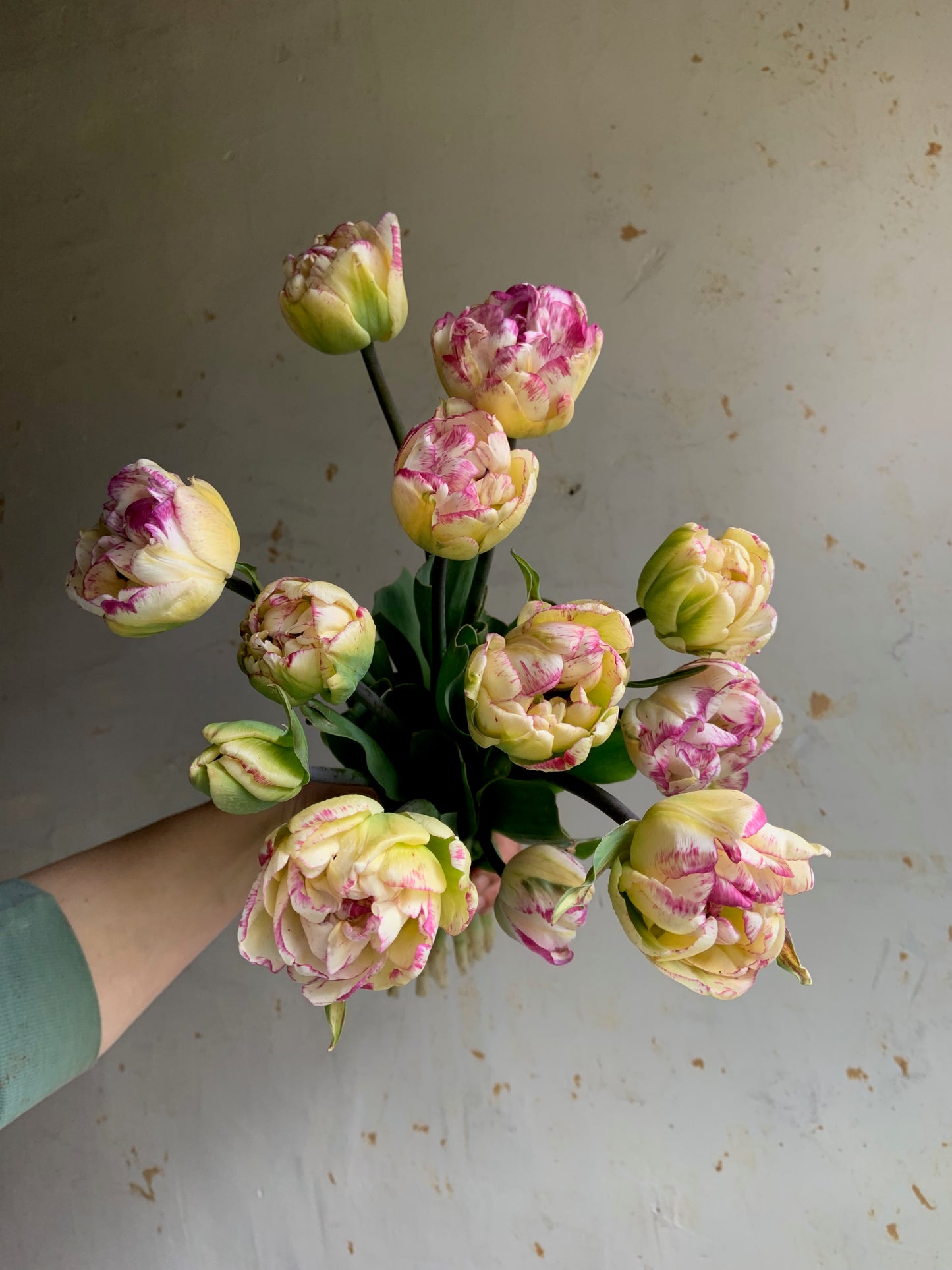 Tulip 'Shirley Double'