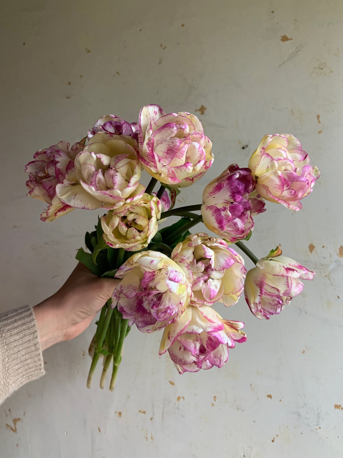 Tulip 'Shirley Double'