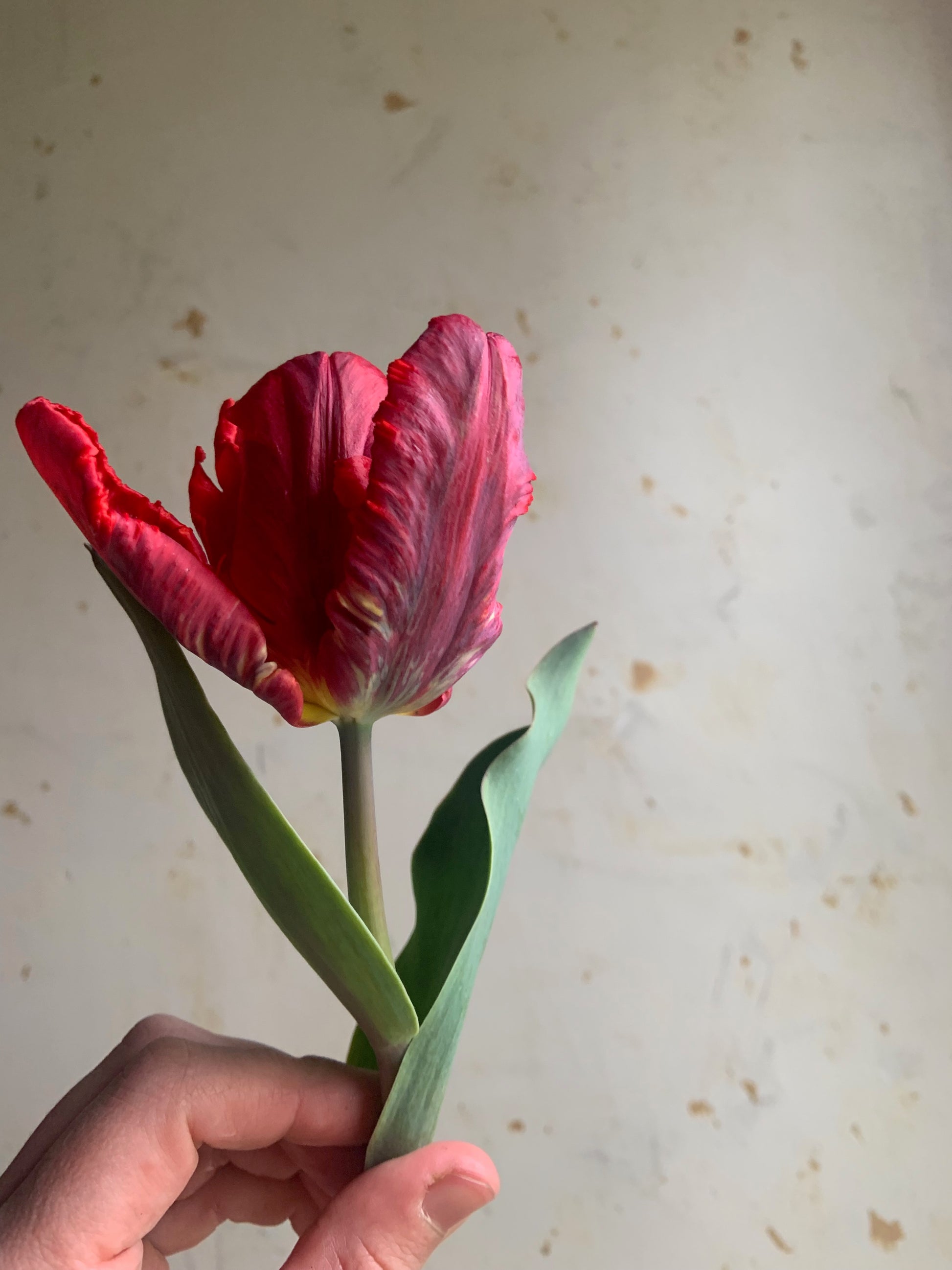 Tulip 'Rococo' – Hitchfoot Farm