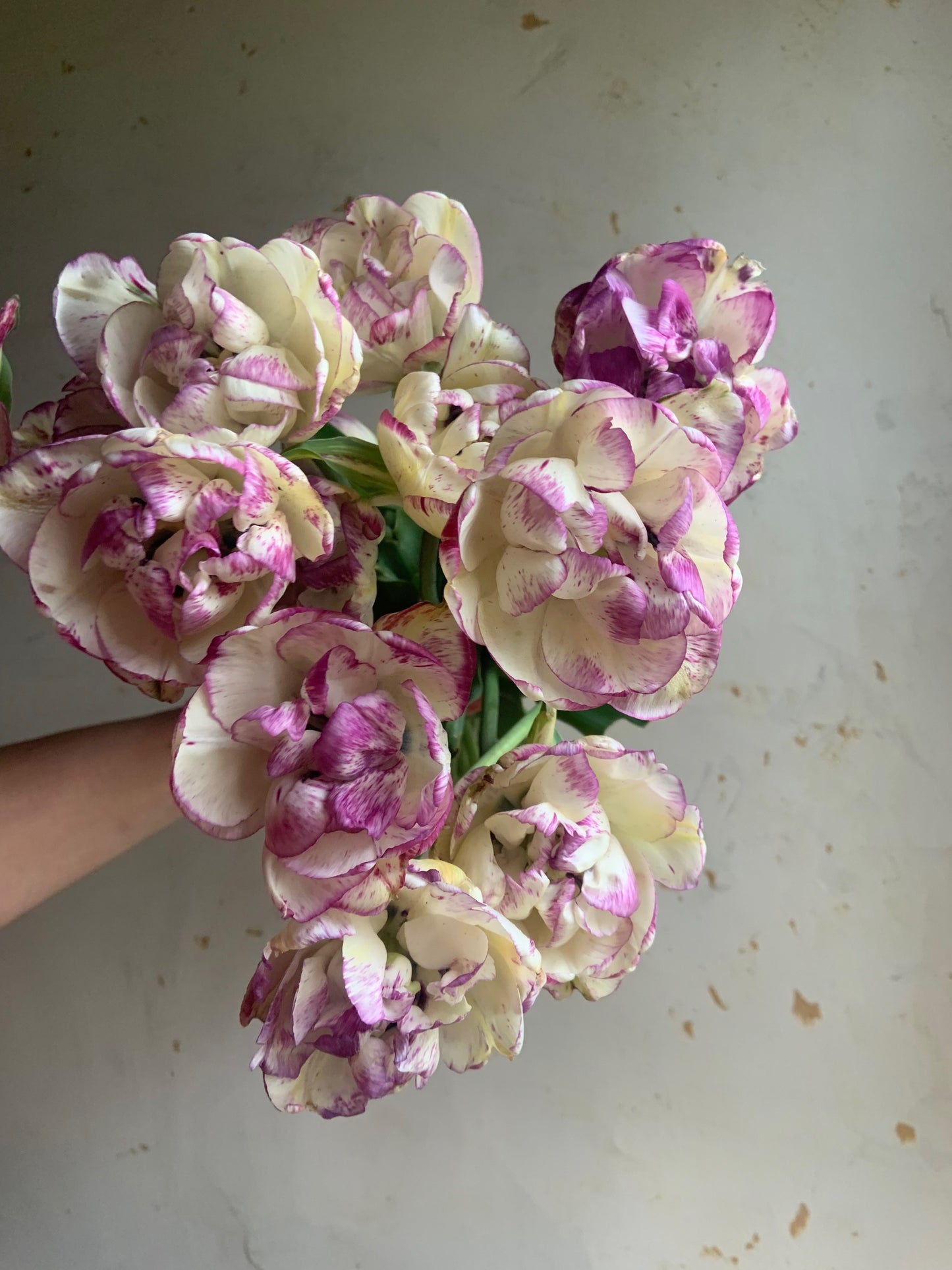 Tulip 'Shirley Double'