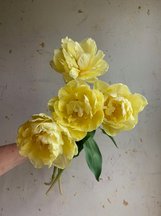 Tulip 'Verona'