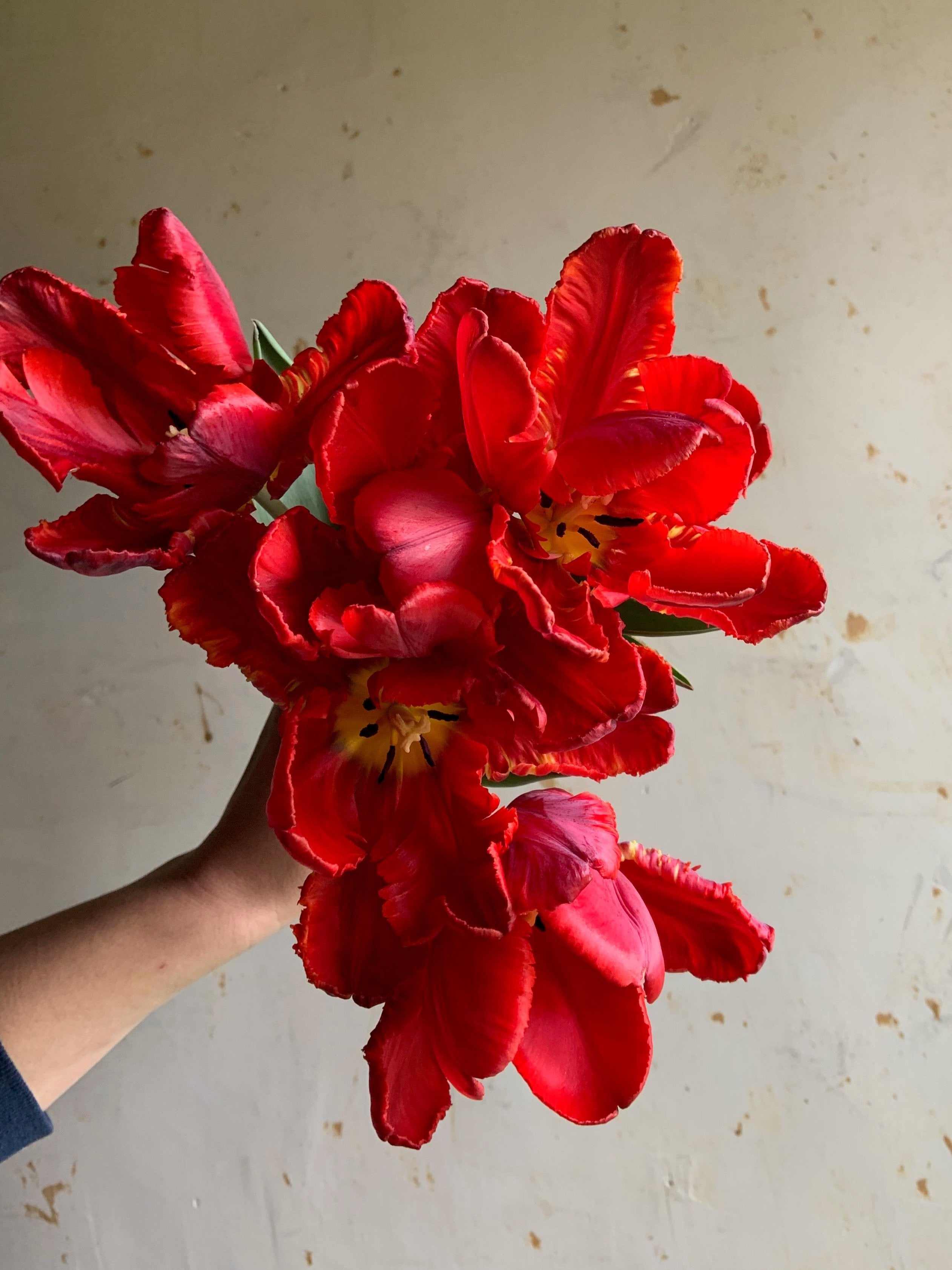 Tulip 'Rococo' – Hitchfoot Farm