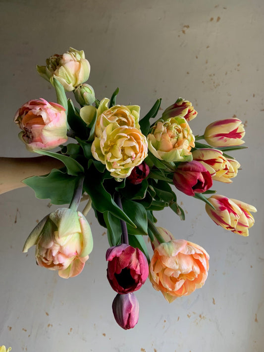 Tulip Collection 'Big Top'